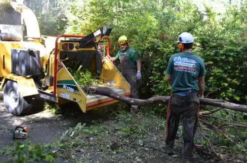 tree services Oak Lawn